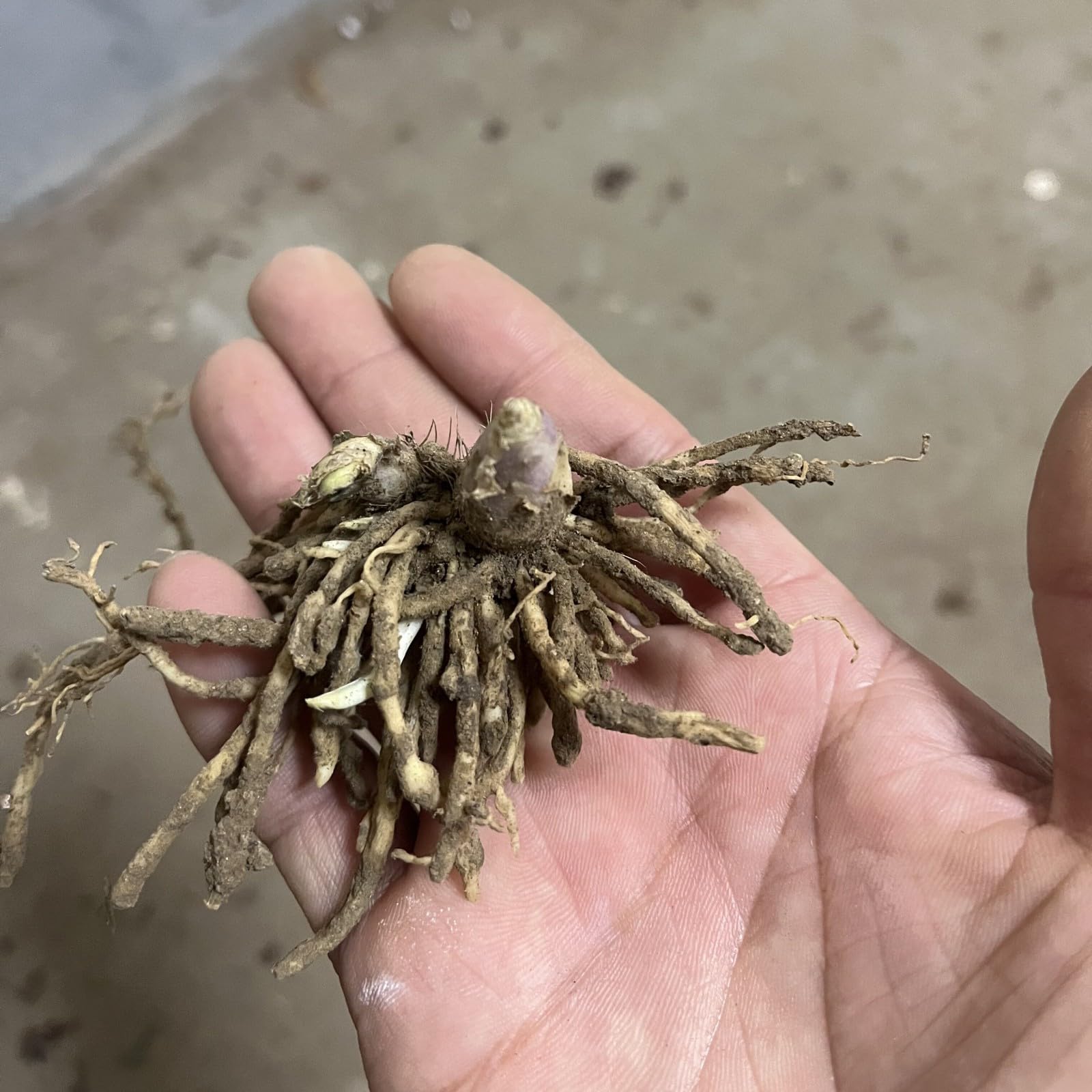 Facile Da Mantenere Rari Hosta/Perfetto per chi è sempre indaffarato/Resistente.edizione limitata.-15Hosta pezzo-H