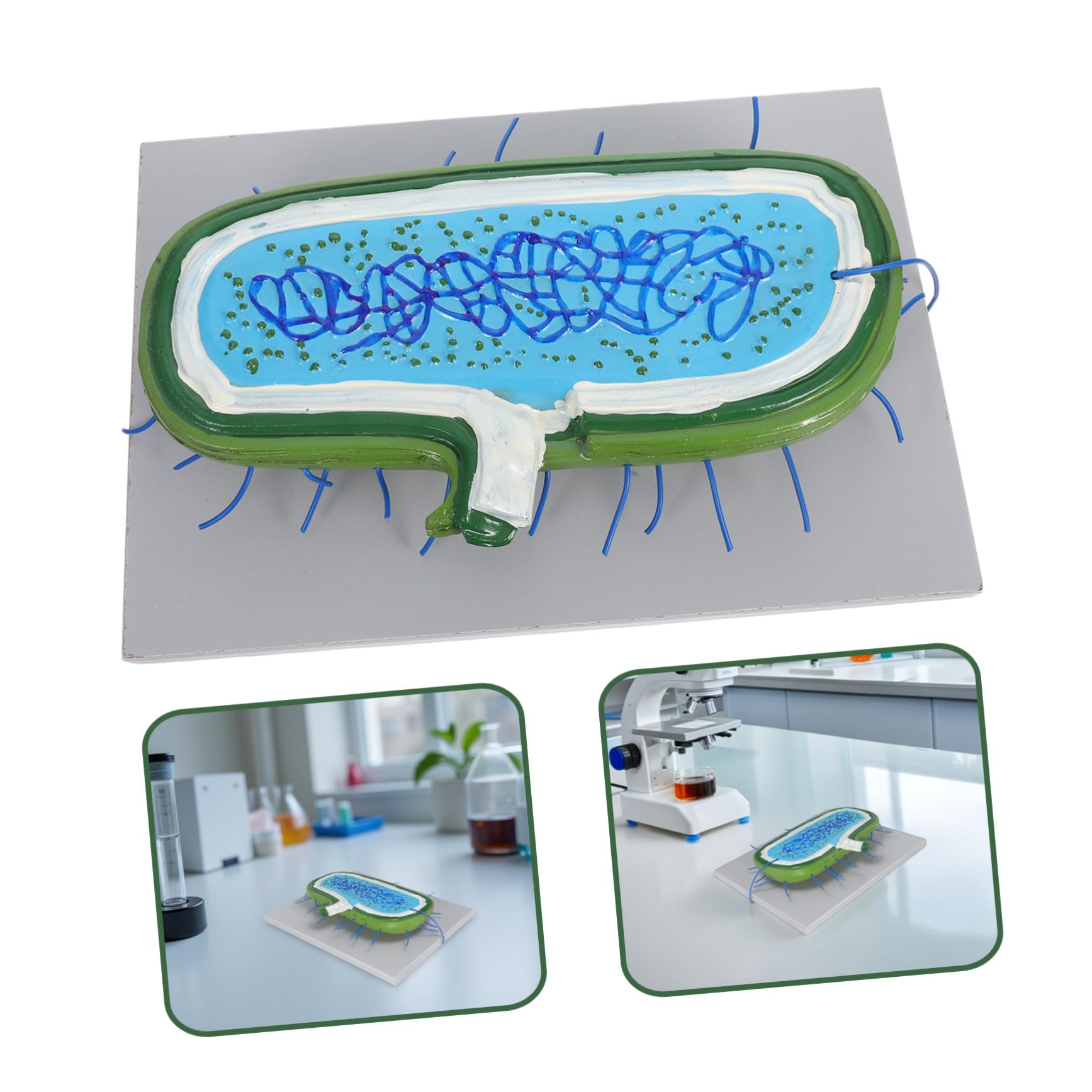Gewebekultur-Modell für Biologieunterricht Zusammenbaubares Anatomisches Modell mit Zellkern und Organellen Unterrichtsmodell für Schüler