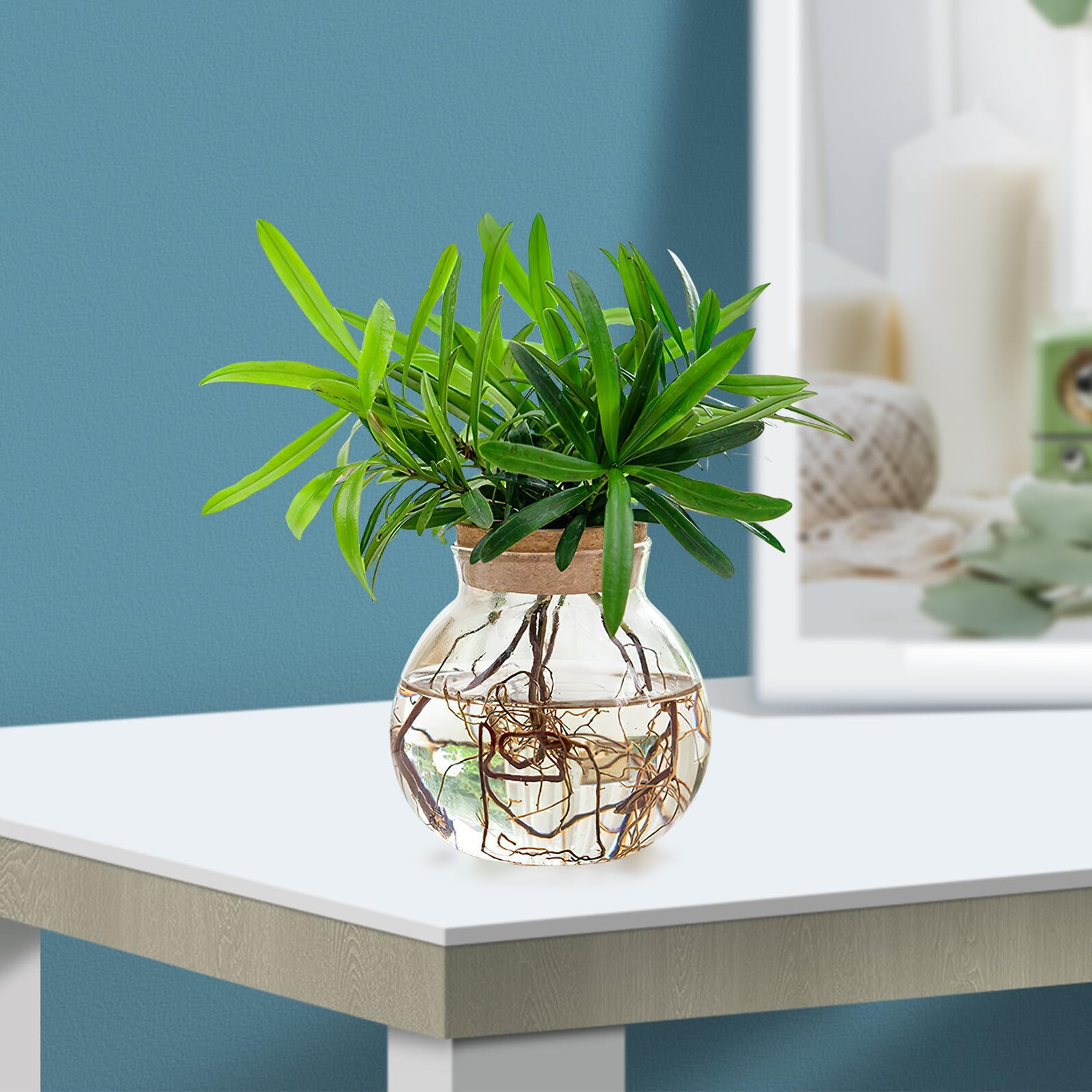 Veemoon Terrarium hydroponique en verre - Décoration de table pour culture hydroponique - Petit vase rond avec bouchon de bouteille pour salon, bureau, rebord de fenêtre