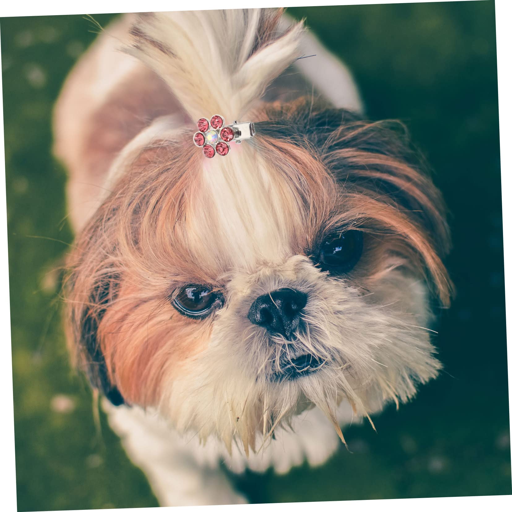 BESPORTBLE 6pezzi Fermagli Decorativi per Cani Accessori Eleganti con Testa di Cane Cristallo per Mantenere Ordine Pelo del Tuo Animale Domestico Disponibili