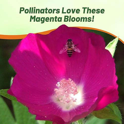 Miniatura 7 de Outsidepride Semillas de amapola de malva para plantar, 25 piezas de semillas de flores silvestres perennes, tolerantes a la sequía y fáciles de