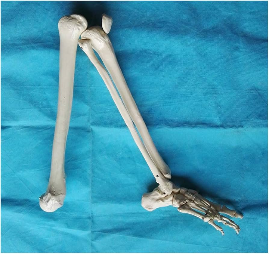 Amazon.co.jp: 人間の下肢骨モデル - 教育モデル下肢膝と足の骨