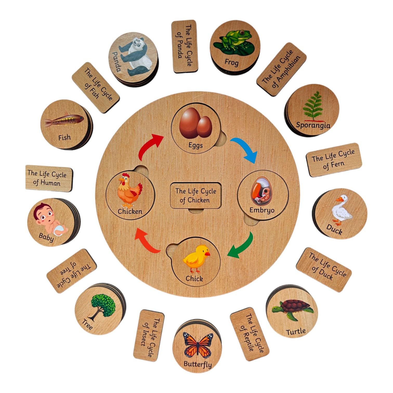 Winkslab: Education Natures Lifecycle Exploration Board Educational Fun for Kids Biology Unveiled The Cycles. (B0CJNLCRZR) Amazon Price History, Amazon Price Tracker
