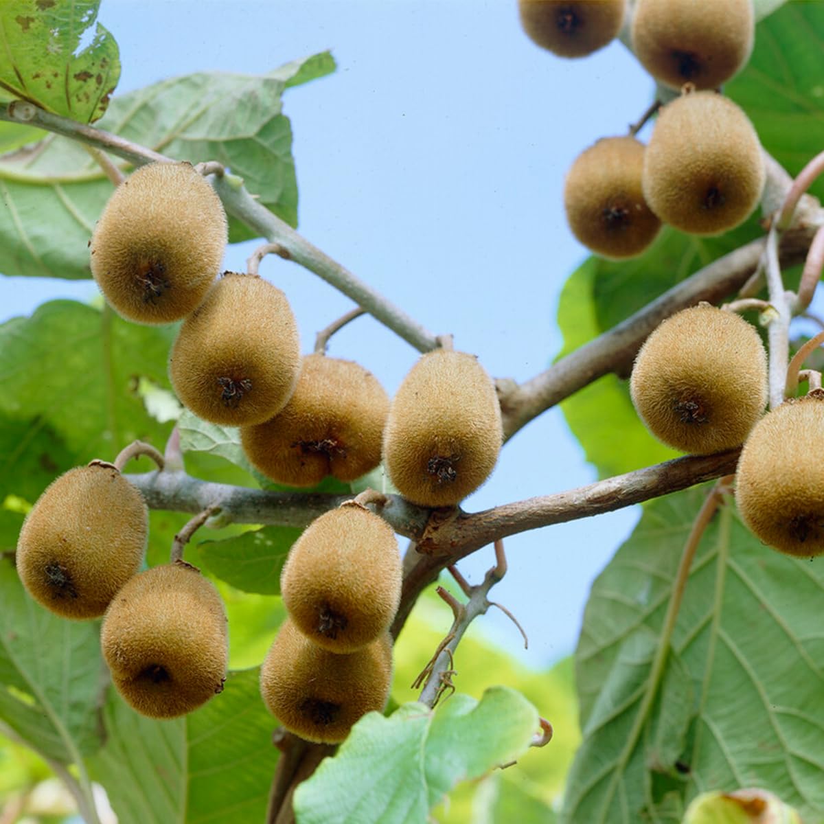Bloomique - Set de 2 - Actinidia deliciosa ‘Jenny’ - Planta de kiwi - Planta frutal - Planta de jardín - Resistente al frío - 50-70 cm - Maceta 15 cm