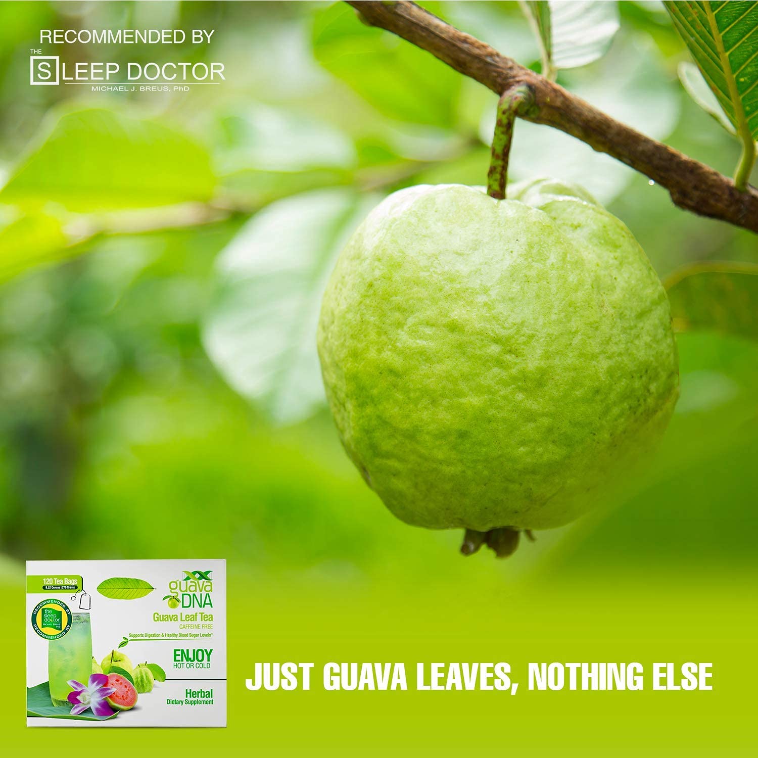 GuavaDNA Guava Leaf Tea 120 Individually Wrapped Teabags 100 Pure