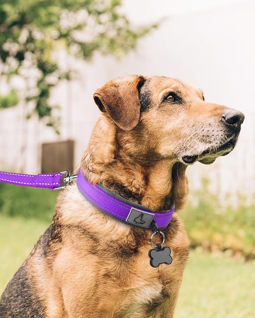 Foto 6 de 7 de Joytale Collar Perro Grande Resistente, Reflectante Ajustable de Acolchado Neopreno Nylon, Morado, XL