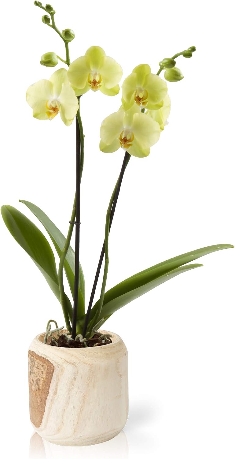 Color Orchids AMZ1101WD32Y Live Double Stem Wooden, 20"-24", Yellow Blooms. Orchid Plant in Ceramic Pot