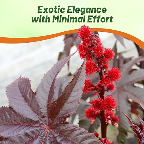 Miniatura 5 de Outsidepride 100 semillas anuales Ricinus Communis ricino Gibsonii semillas de flores para plantar