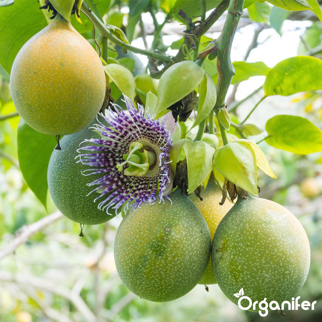 Passion Fruit Nawóz Organiczny Do Roślin Owocowych - 5x1L - NPK 2-1-8 | Zdrowe Liście - Silne Korzenie I Wysoka Plonność - Organifer