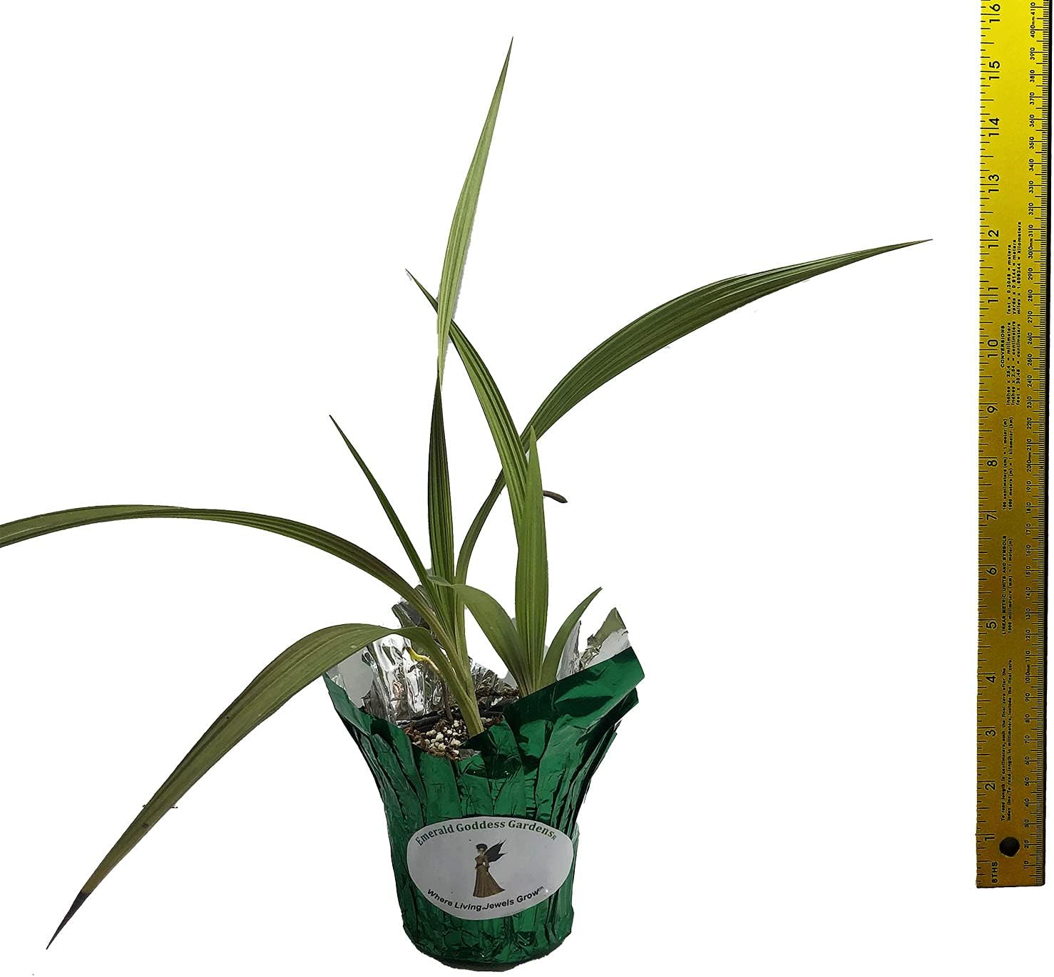 Lavender Blush - Phillipine Terrestrial Ground Orchid - Spathoglottis parsonii - Live Plant - Purple Pink Yellow Flower - Emerald Godess Gardens - Starter Sz 4 Inch Pot