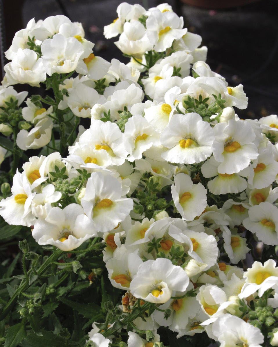 Nemesia Coconut Live Plant Perennial Live Plant Fit