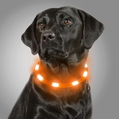 lighted dog collars amazon