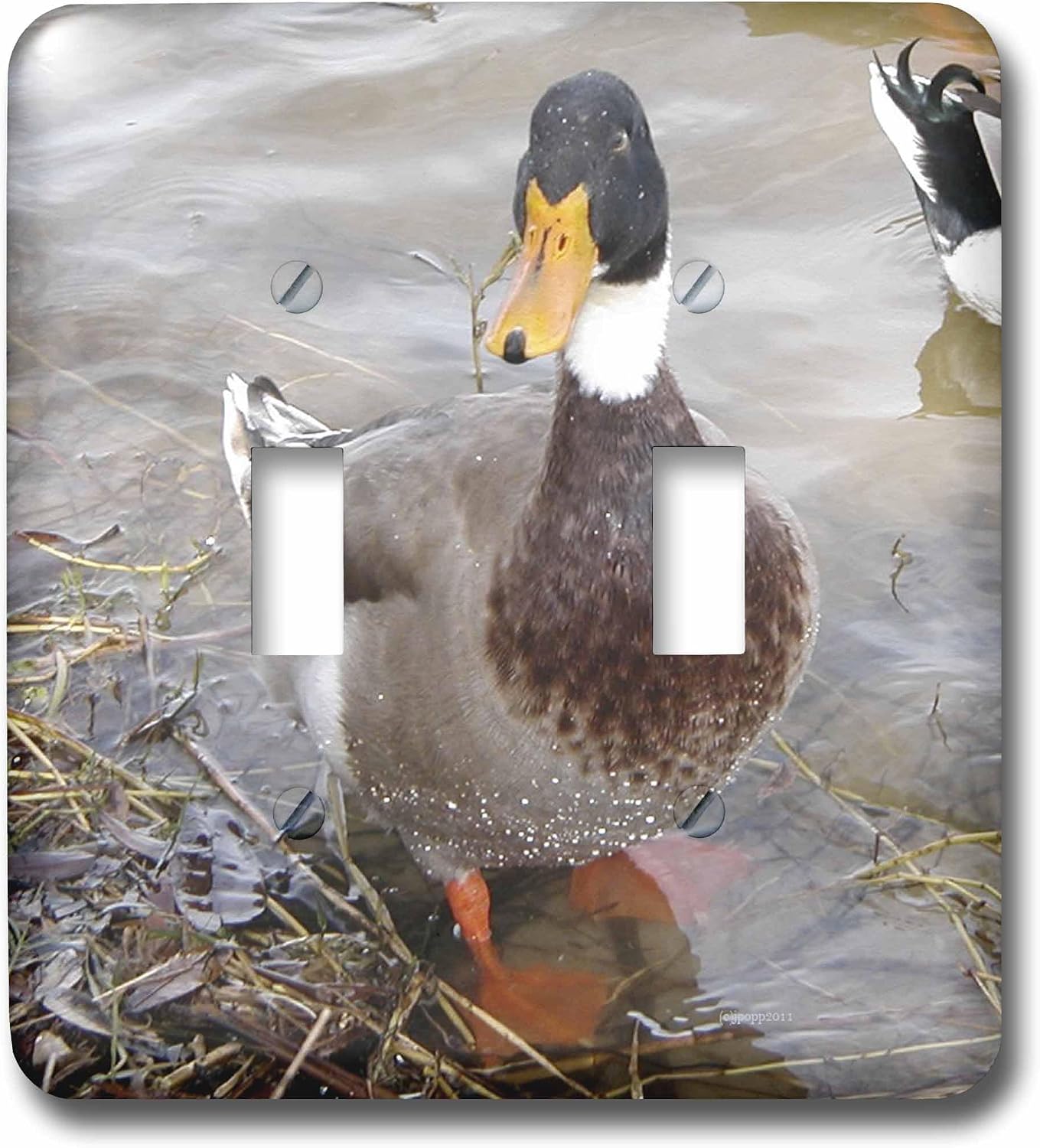 3dRose LLC lsp_50354_6 Male Mallard Duck Wet 2 Plug Outlet Cover