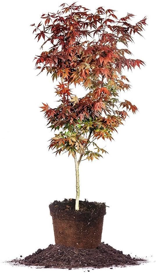 Bloodgood Japanese Maple - Size: 3-4 ft, live plant, includes special blend fertilizer & planting guide