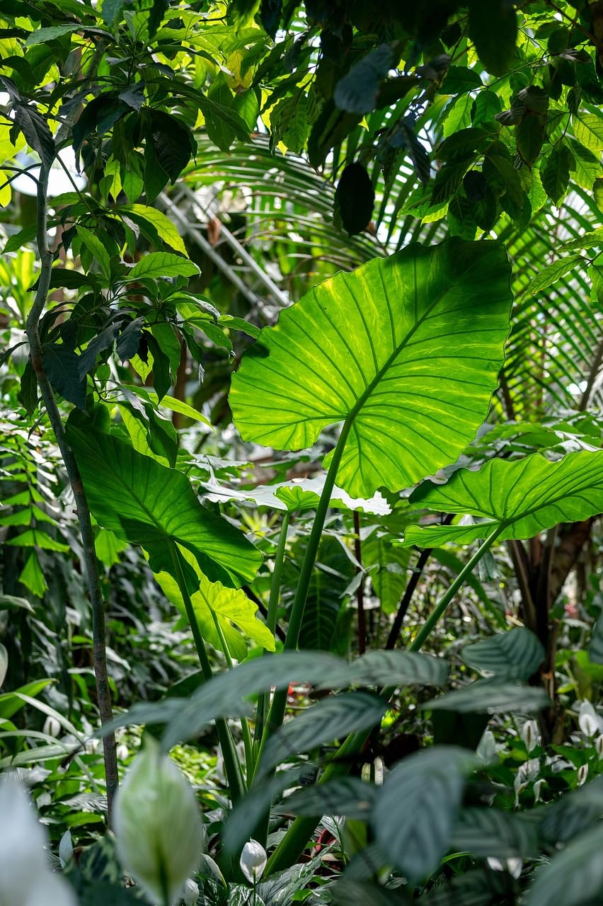 Planta natural Alocasia Macrorrhiza. Altura planta 30-40 cm. Planta tropical con hojas grandes y brillantes, ideal para interiores. Segura Garden.