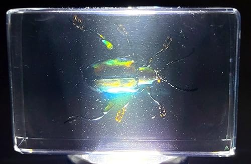 Miniatura 346 de Escarabajo de algodoncillo azul cobalto real de 1.732 in en espécimen de resina de lucita cristalina, insectos, insectos preservados, colección