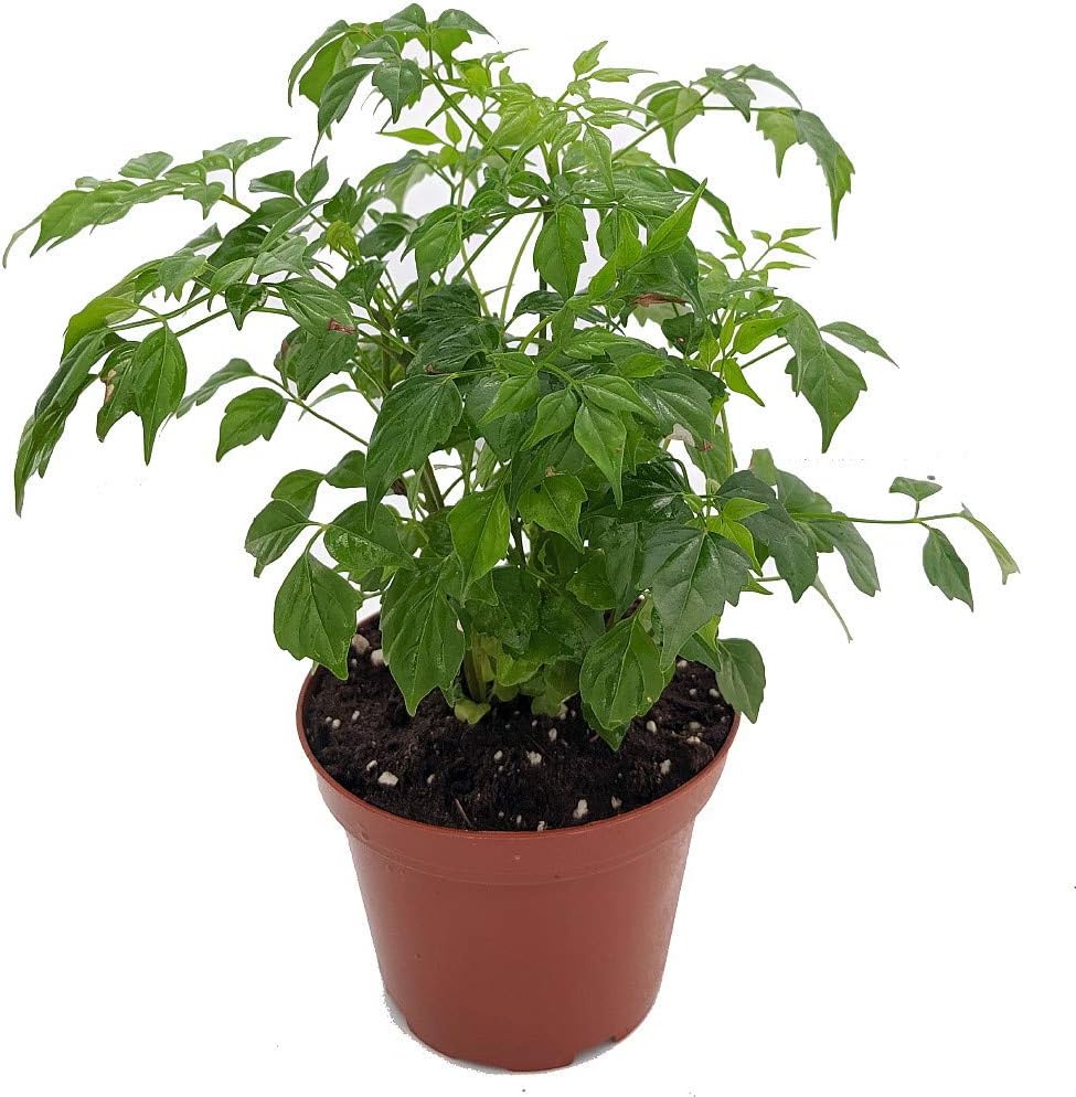China Doll Plant - Radermachera sinica - Easy House Plant - 3.5" Pot