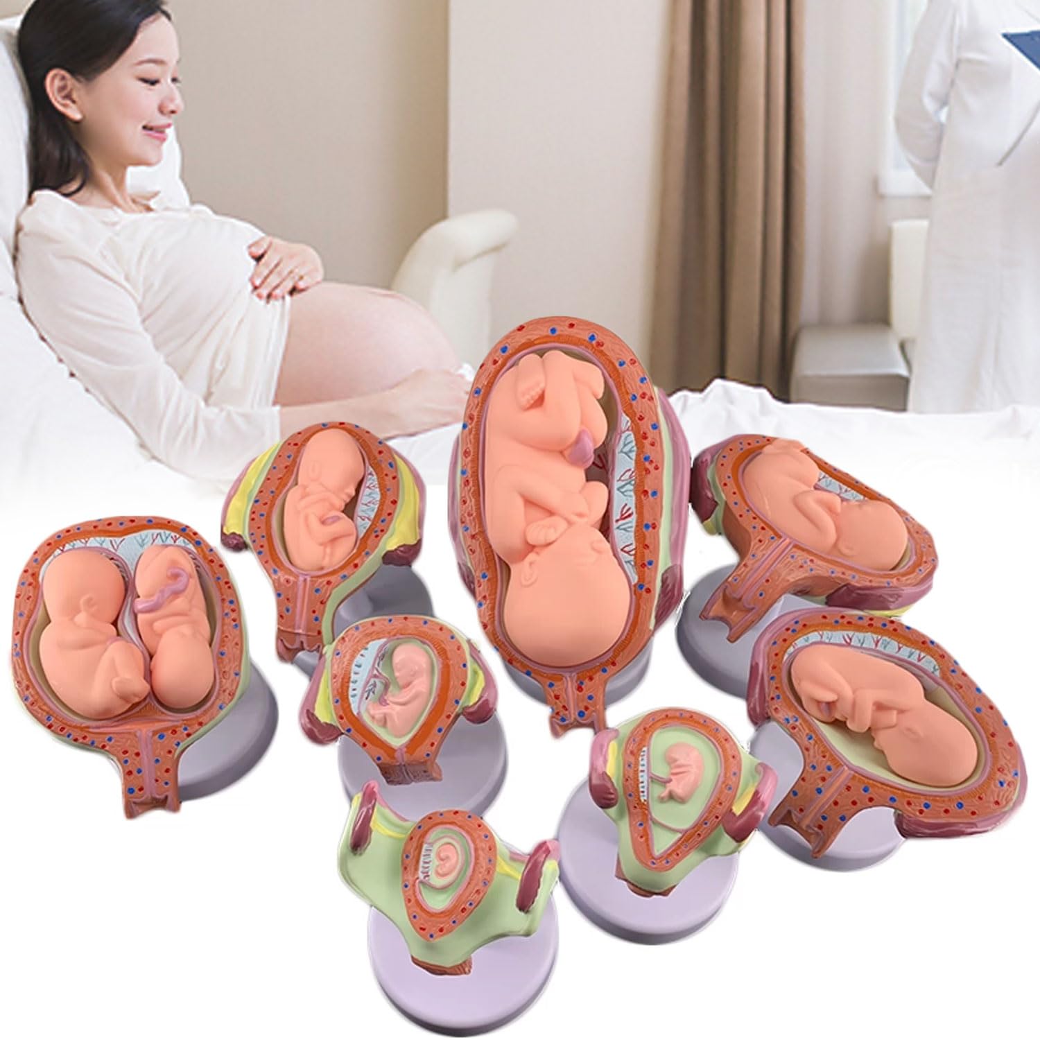 8 Stück menschliche Embryo/Fetus-Entwicklungsmodell, Stadien der Schwangerschaft in der Gebärmutter mit abnehmbaren Teilen, Schwangerschafts-Becken-Anatomie-Modell für Ärzte, Krankenschwestern