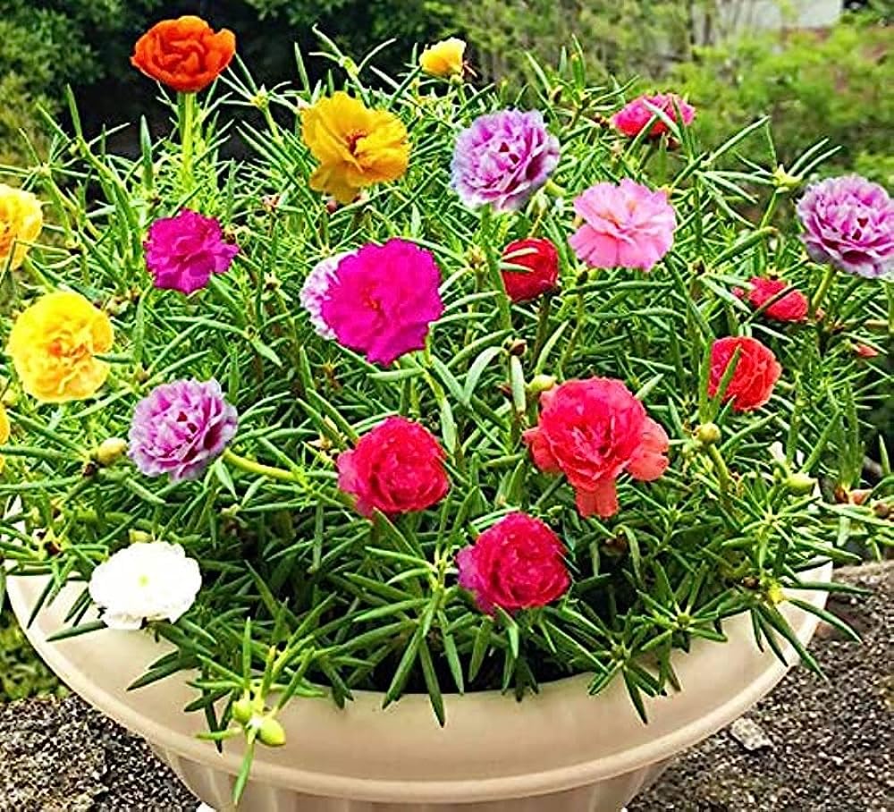 Portulaca flower seeds all colours, Highgermination (Pack of 20) (B0CLYH5J6K) Amazon Price History, Amazon Price Tracker