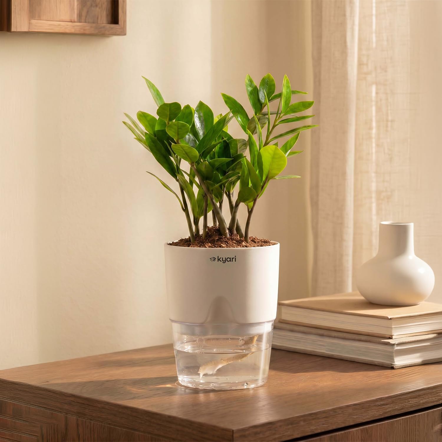 Kyari Zamia Green ZZ Plant - Air Purifying & Self Watering -10