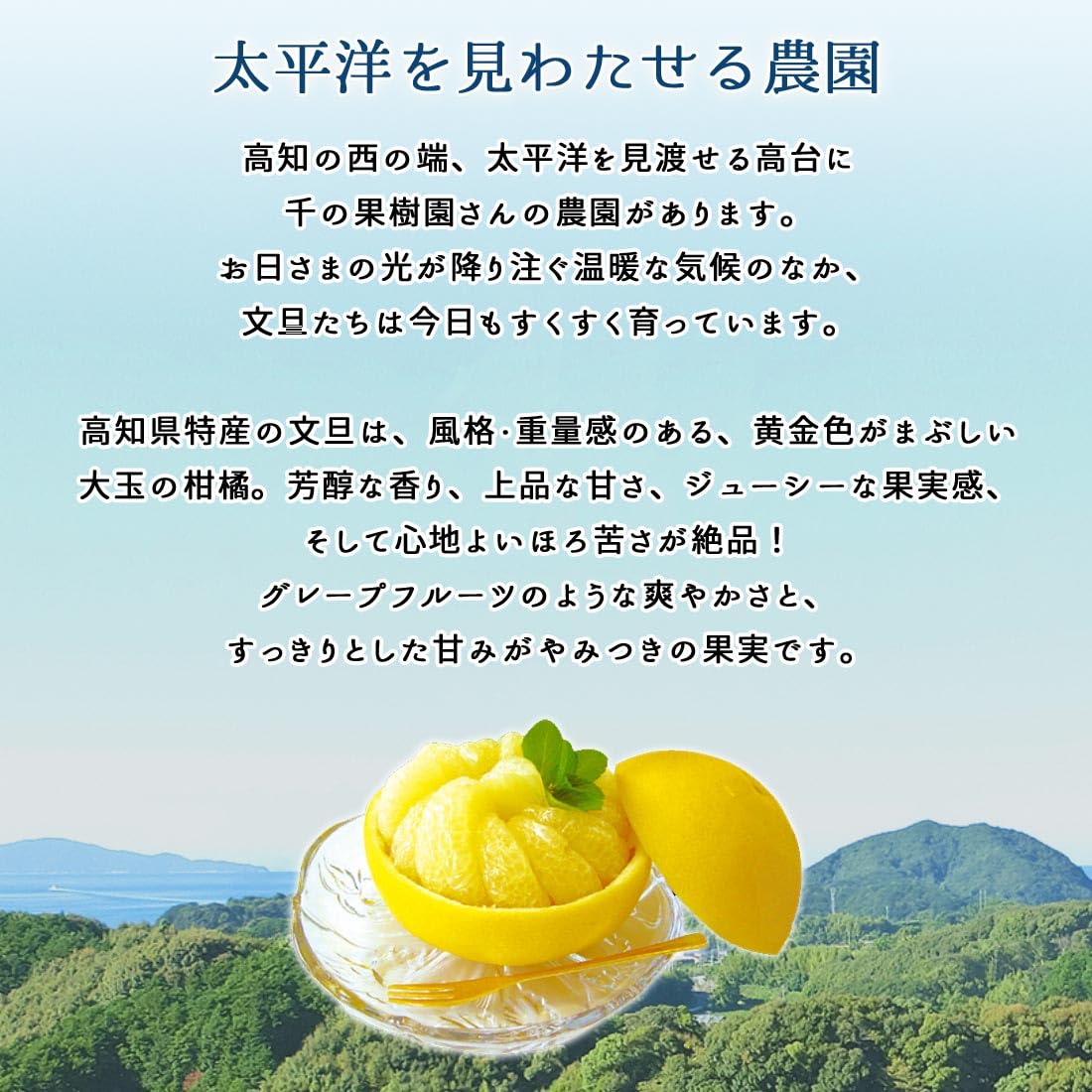 Amazon.co.jp: 土佐の旨味市場 文旦 土佐文旦 家庭用 L～4L 混合 17