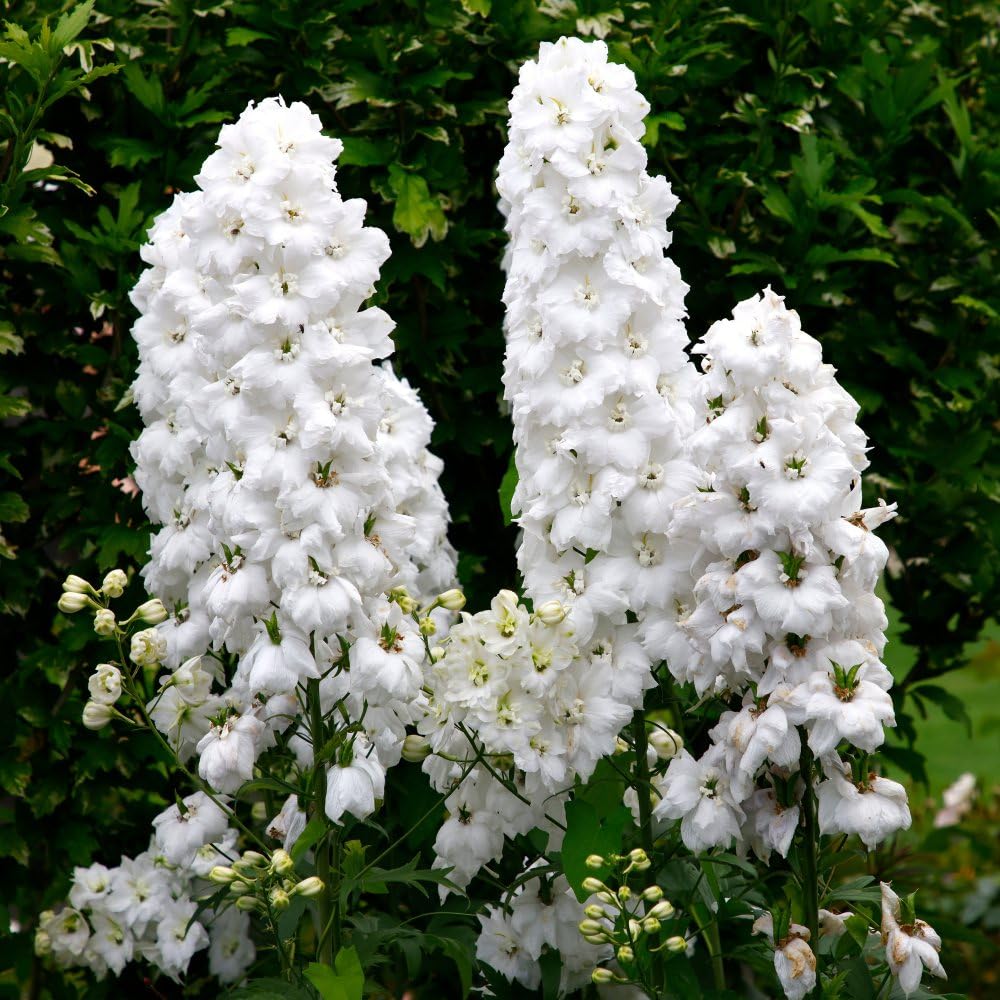 Delphinium 'Magic Fountains White' - Hardy Perennial with Brilliant White Blooms - Ideal for Borders & Patio Containers - 2X 1 Litre Potted Plant by Thompson & Morgan