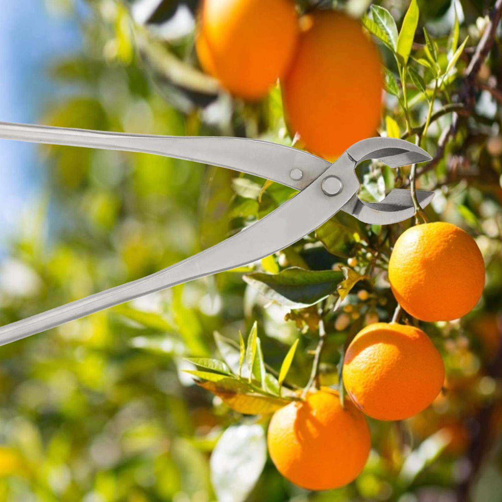 Bonsai Knob Cutter Round Verge Cutter, Branch Cutter Cutting Pliers Garden Stainless Steel Shape Tools Trimming Scissors Bonsai Tools