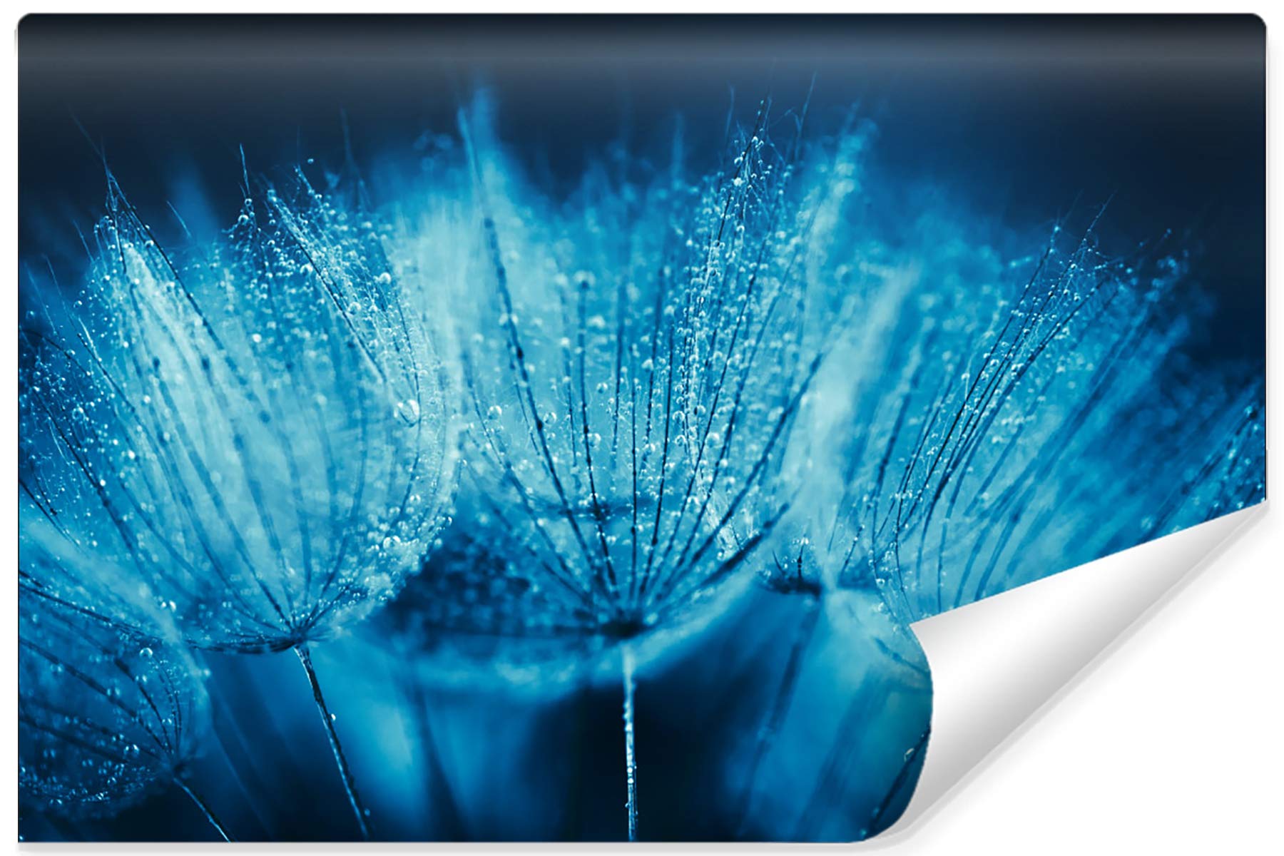 Muralo Fototapeta z włókniny 400 x 280 cm, naturalna tapeta ścienna, flora, kwiaty, dmuchawiec, salon, sypialnia, nowoczesne obrazy ścienne XXL, dekoracja ścienna, szer. 400 cm x wys. 280 cm