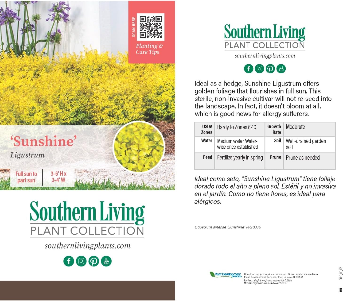 2 Gallon - Sunshine Ligustrum