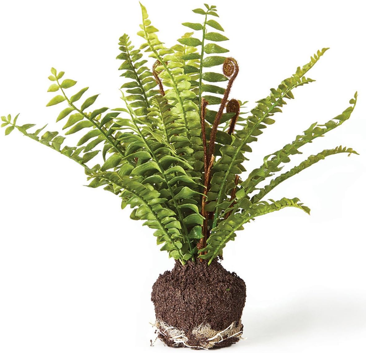 Napa Home & Garden, Boston Fern Drop-in 11"