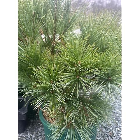 Evergreen Mountain Pine Tree for Gardens Cover