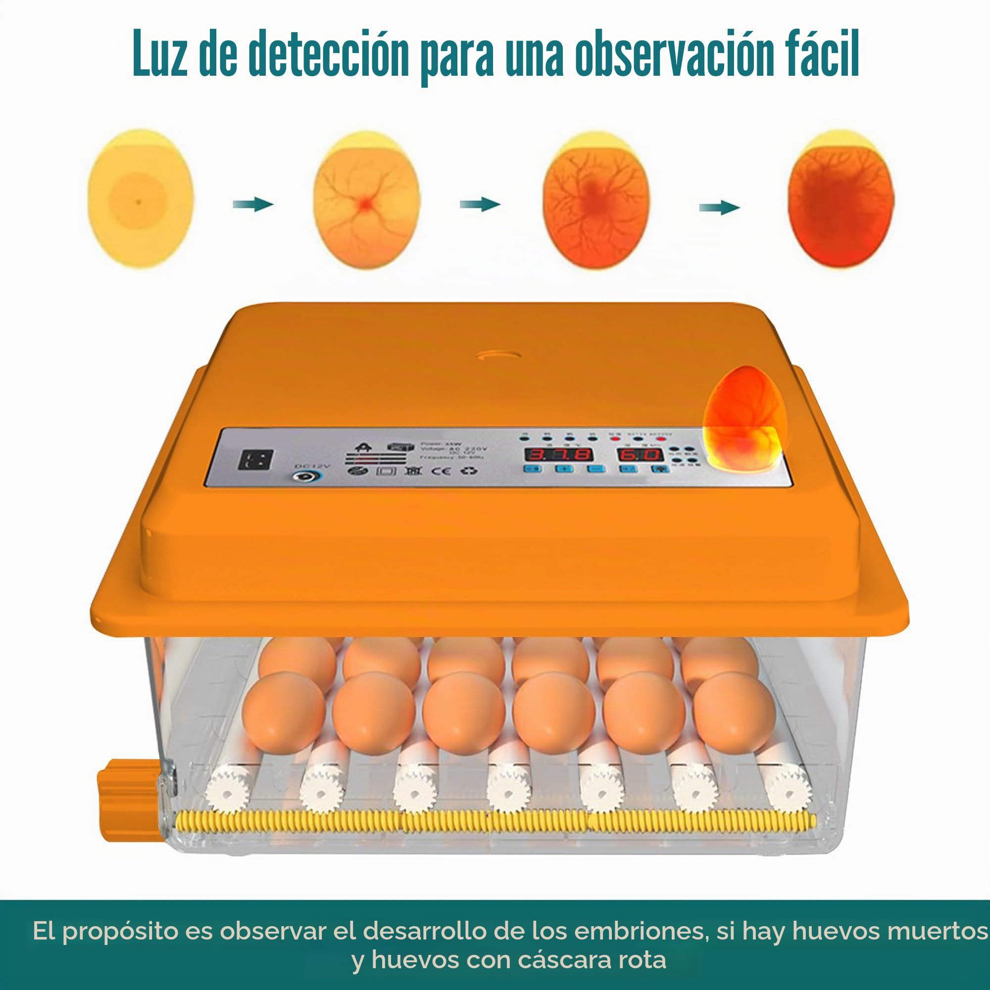 Incubadora de Huevos Automática 12-16 Huevos, Couveuse con Control de Temperatura, Rodillos Ajustables, Llenado de Agua Automático y Ovoscopio Integrado, Naranja