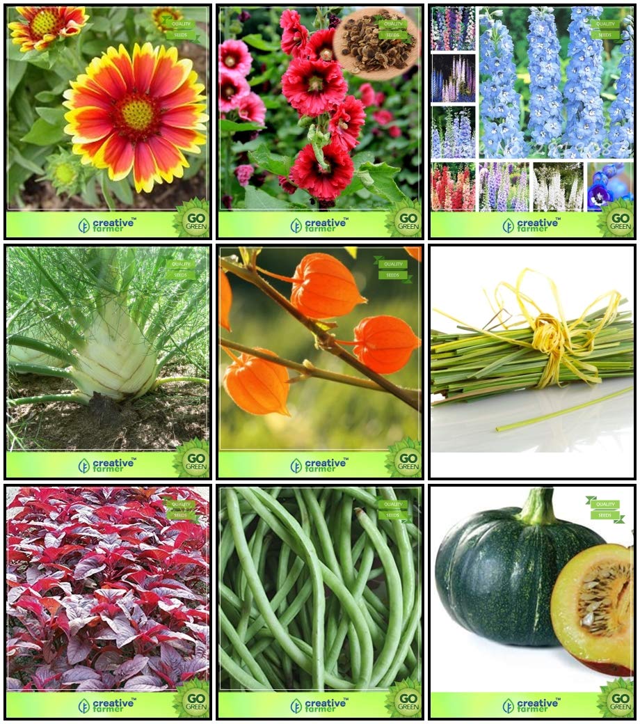 Creative Farmer Seeds India Combo Herb Seeds & Flower Seeds : Gaillardia Dwarf, Hollyhocks, Larkspur-Giant, Amaranthus(Red), Dolichus Beans (Grace), Cowpea (Anaswara), Fennel Folrance, Ashwagandha, Lemon Grass Kitchen Garden Pack