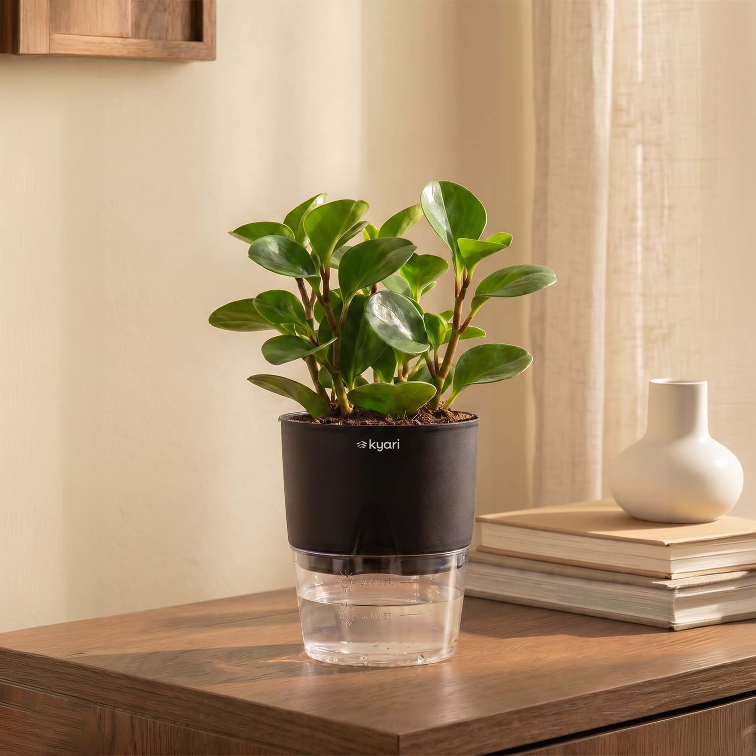 KYARI Peperomia Green Indoor Live Plants with Black Self Watering Pot - Small 4 Inch-image-44