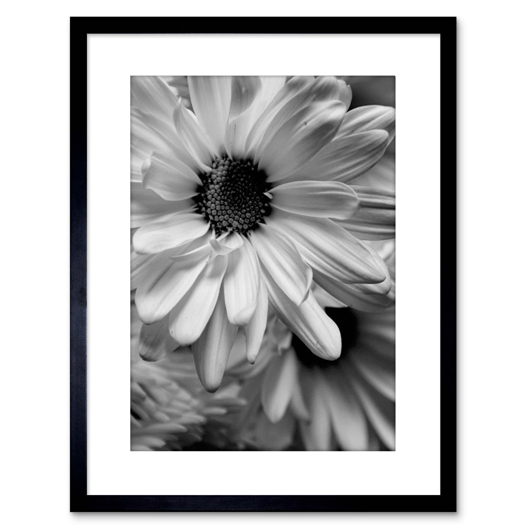 Wee Blue Coo PHOTO BLACK WHITE FLOWER PETALS FRAMED PRINT F97X2823