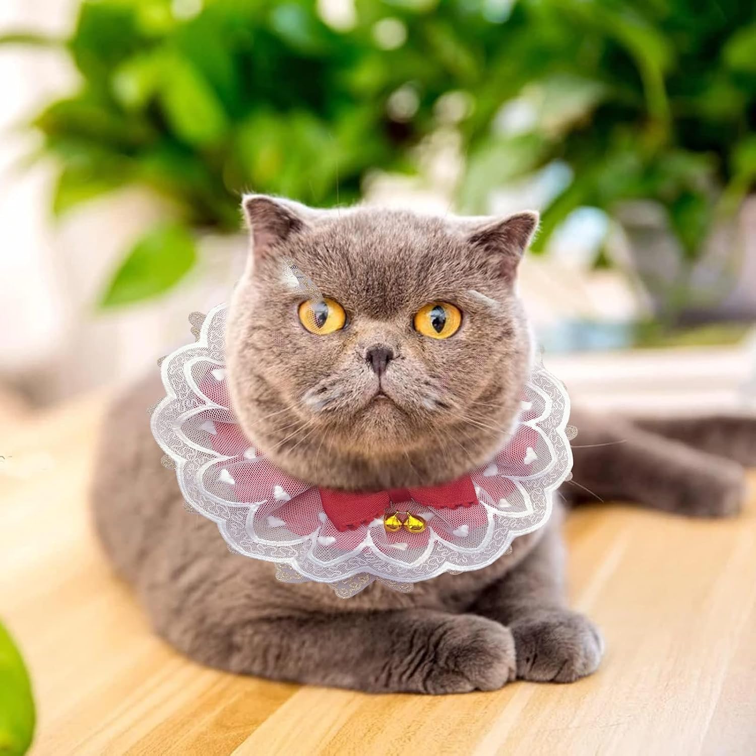 Sale 62 Off 特別価格floralby Pet Necklace Easy Wearing Fine Workmanship Attractive Exquisite Sp好評販売中 Matzi27 Com Sale 62 Off 特別価格floralby Pet Necklace Easy Wearing Fine Workmanship Attractive Exquisite Sp好評販売中 Matzi27 Com