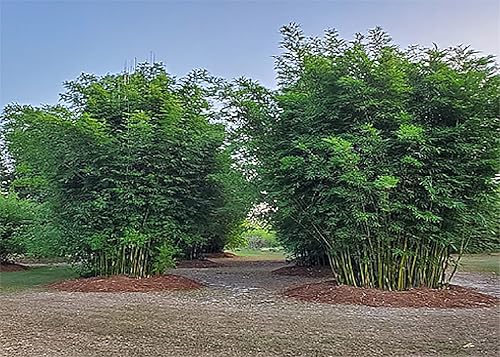 Miniatura 3 de Semilla de bambú gigante aglutinante no invasiva, aproximadamente 20 semillas, bambú macho o sólido, instrucciones de cultivo incluidas (idioma