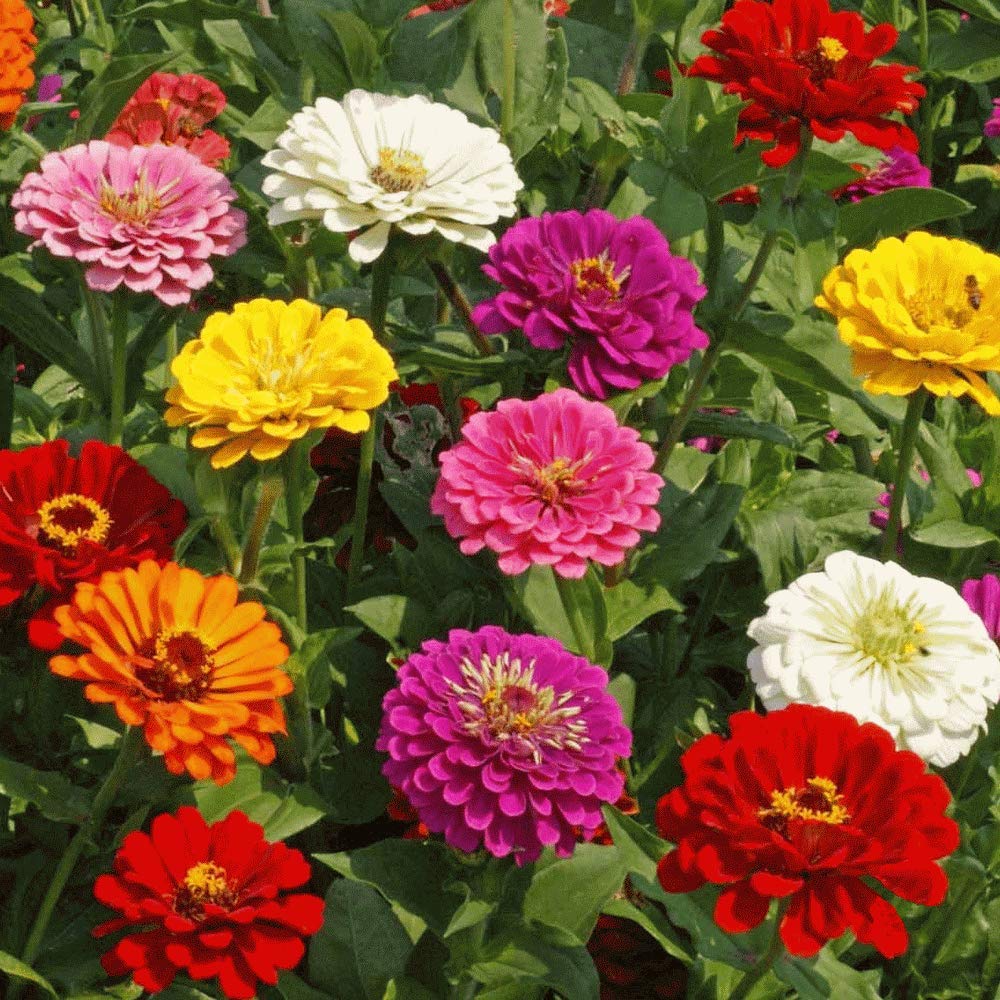 200 Zinnia California Giant Mix Seeds - Mixed Colour Flowers - 200 Seeds