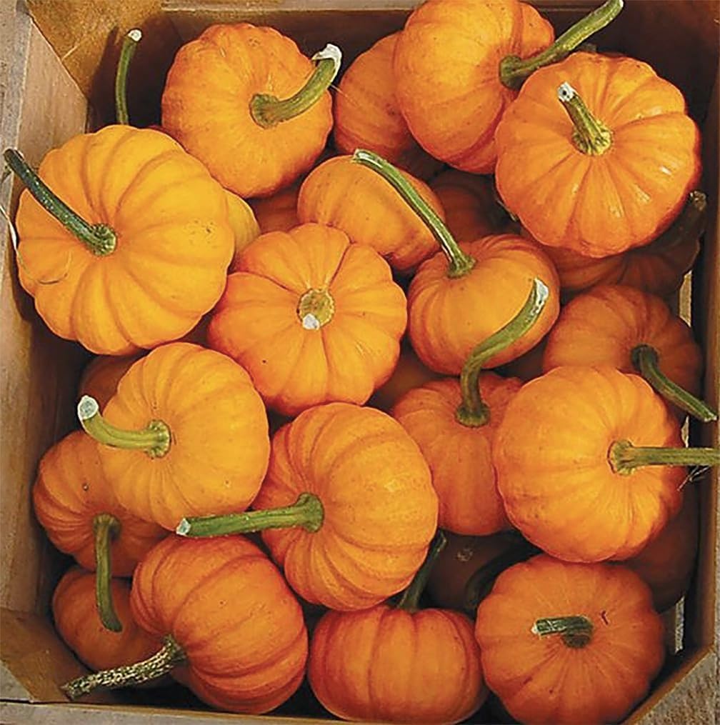 4" Jack Be Little Pumpkin Seeds - Heirloom (Pack of 2)