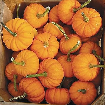 4" Jack Be Little Pumpkin Seeds - Heirloom