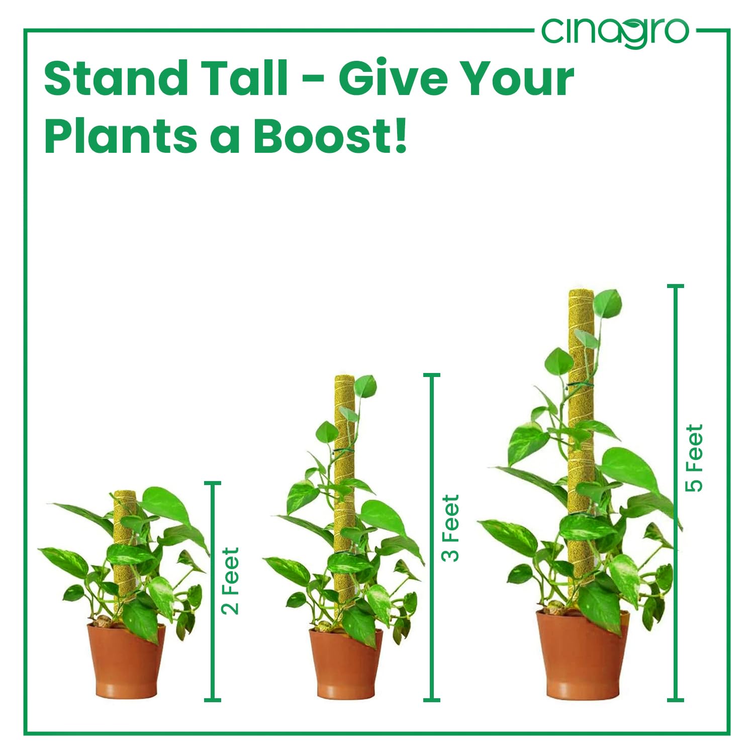 Coir Moss Sticks - Plant Support for Climbing Plants -4