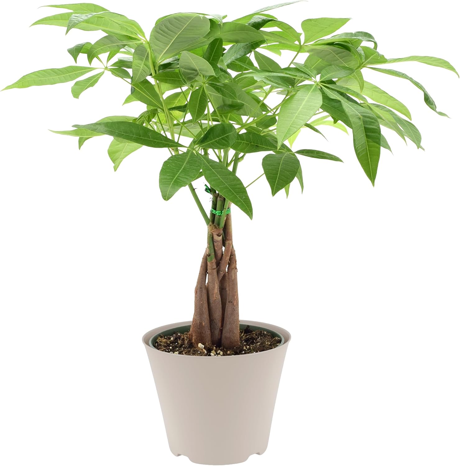 LV64 Live Braided Money Tree Pachira Aquatica Indoor Houseplant in Arcadia Garden Product's Branded Plastic Pot, Tropical Plant Collector Gift for Home and Garden Decor, 6-inch, Tan