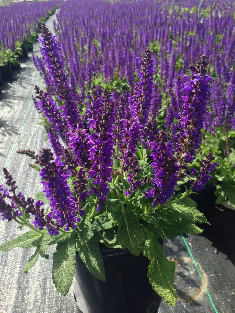 Salvia nemerosa 'May Night' (Meadow Sage) Perennial, purple flowers, 1 - Size Container