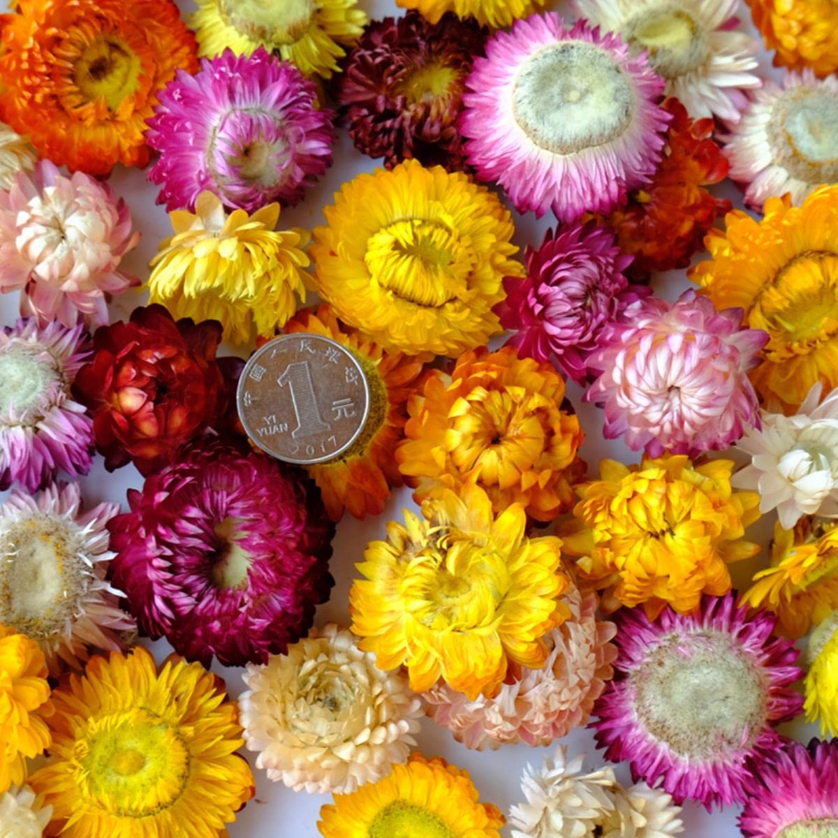Getrocknete gepresste Blumen, 100 Stück natürliche getrocknete Blumen, Gänseblümchen, trockenes Stroh, Chrysanthemenköpfe, dekorative DIY-Heim-Hochzeitsdekoration for alle Arten von Bastelarbeiten – 1