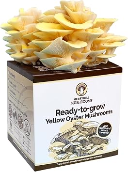Merryhill Mushrooms - Yellow Oyster Mushroom Growing Kit | Easy to Grow, Indoor Mushroom Grow Kit | Large Yield and Harvest | Fun, Easy to Use & Delicious to Eat