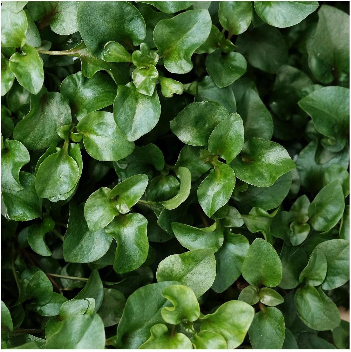 Everwilde Farms - 1 Oz Organic Watercress Herb Seeds - Gold Vault Packet