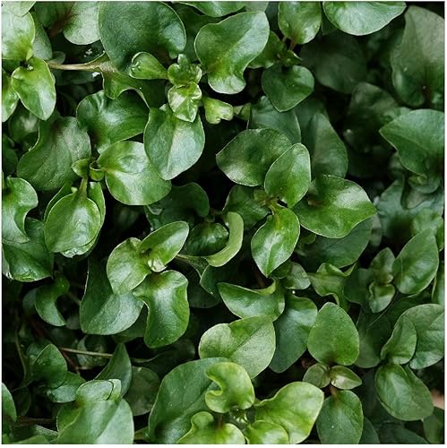 Miniatura 5 de Everwilde Farms - 200 semillas de hierbas orgánicas de berros - Paquete Gold Vault