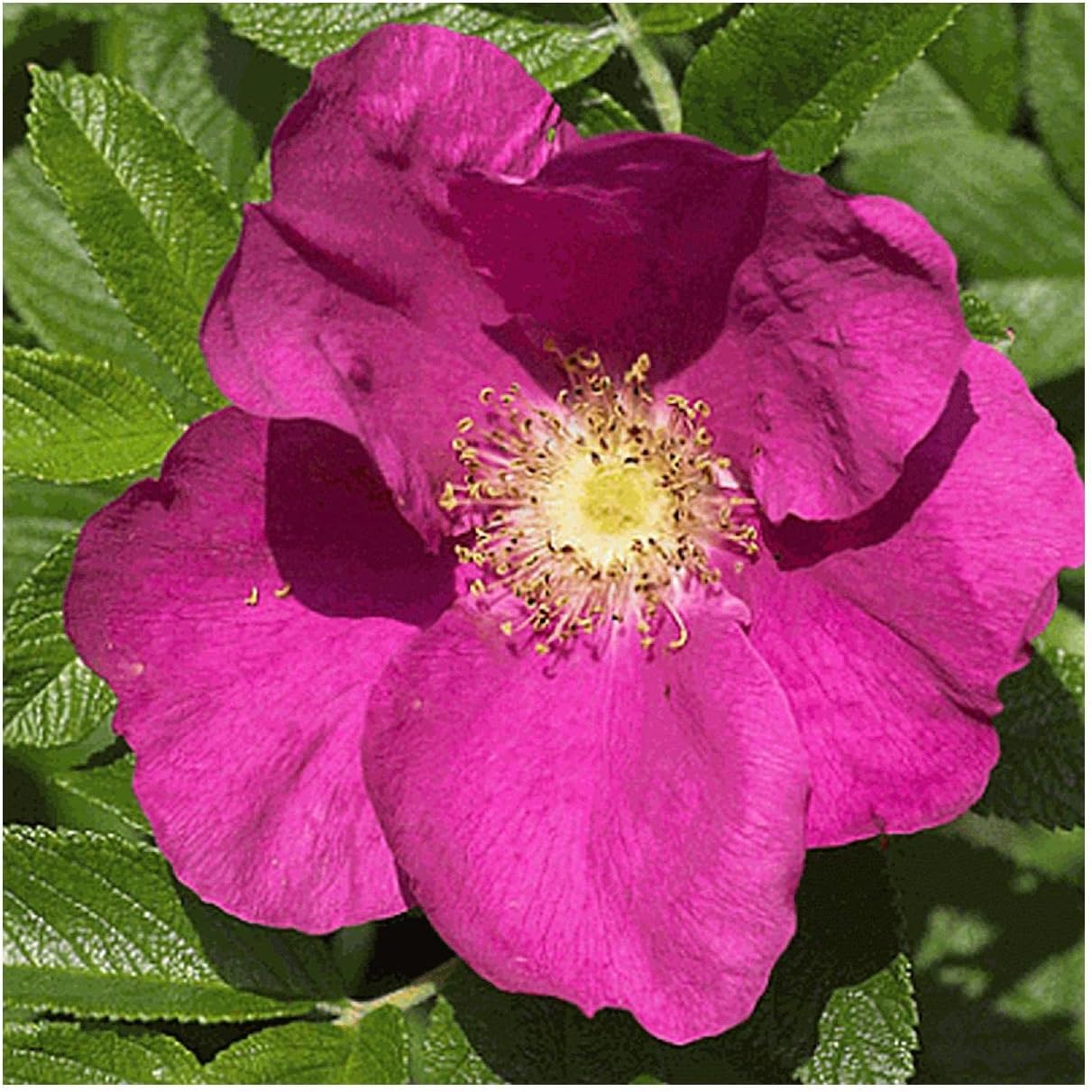 Everwilde Farms - 1/4 Lb Prairie Wild Rose Native Wildflower Seeds - Gold Vault