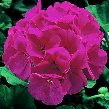 Plant World Seeds - Geranium 'Maverick Violet' Seeds Annual Flower Seeds