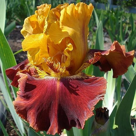 Amazon イチハツ塊茎 簡単なケア 観賞植物 多年草 切り花 鉢植えができます 花と観葉植物 良好な成長 エレガント 2塊茎 2 花